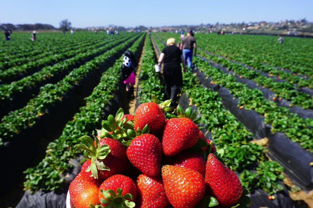 FDA, CDC Investigating 17 Cases of Hepatitis A Potentially Linked to Organic Strawberries