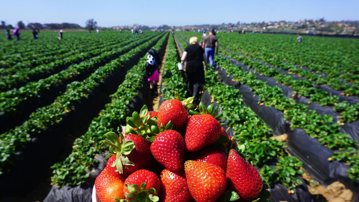 FDA, CDC Investigating 17 Cases of Hepatitis A Potentially Linked to Organic Strawberries
