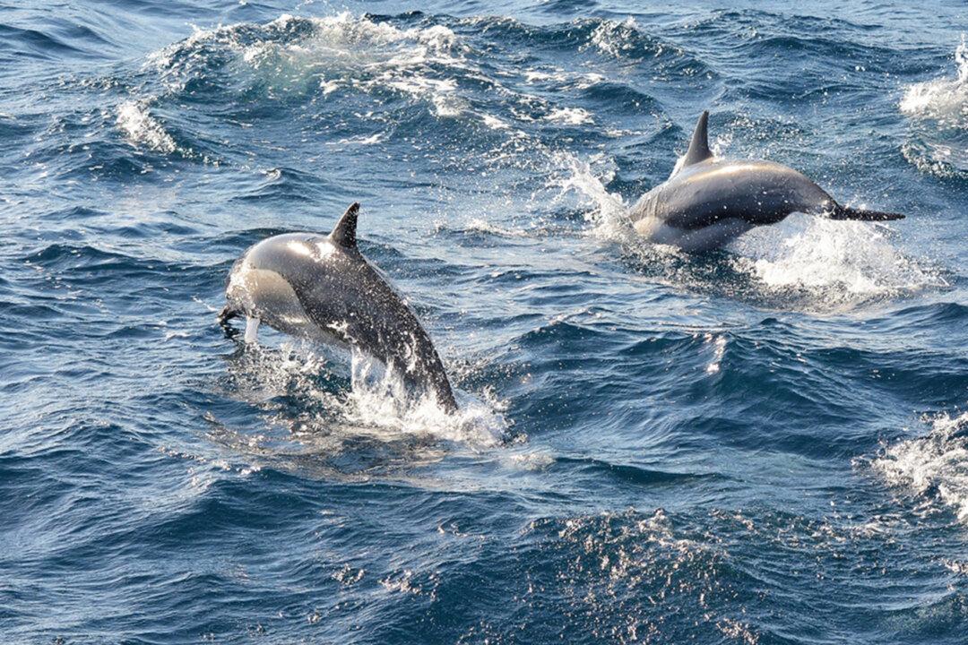 Dolphins ‘Alert’ Rescue Crew to Missing Swimmer Stranded at Sea for 12 Hours