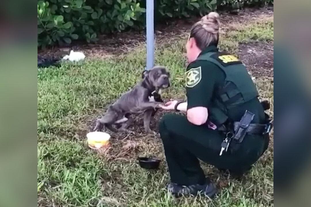 VIDEO: Abused, Abandoned Pup Tied to Pole Puts Paw in Officer’s Hand—Gets Adopted by Deputy