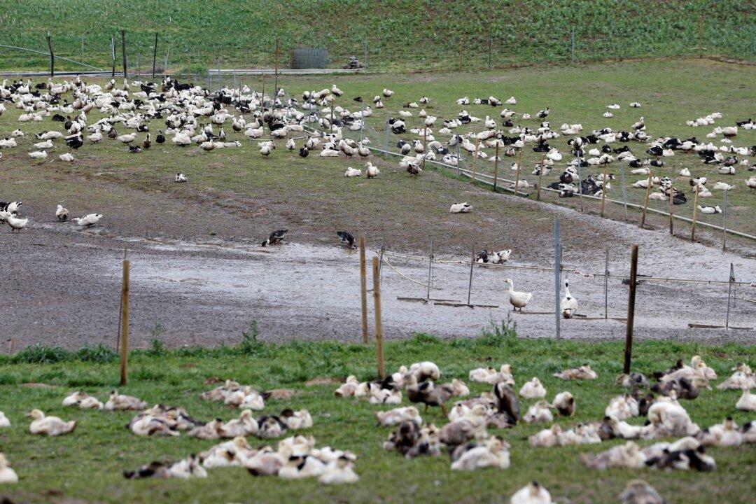 France Sees Bird Flu Outbreak as Virus Spreads Again in Europe