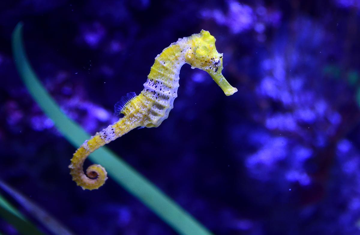 Baby Seahorse Released Into the Wild Brings Hope to ‘Iconic and Mythical Marine Species’