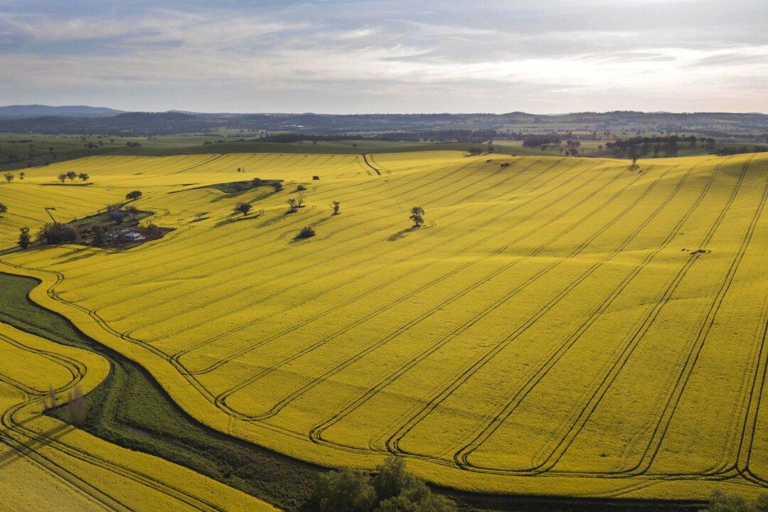 Drier Conditions to Drive Down Agricultural Production