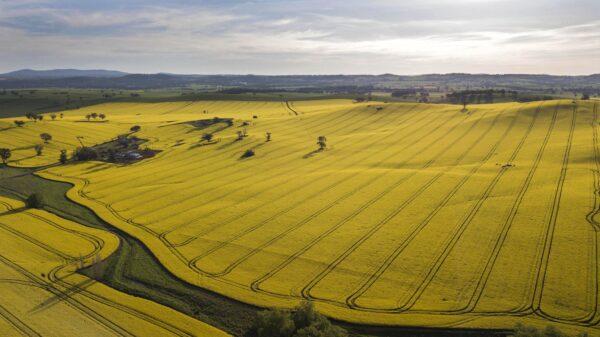 An aerial view of fields of Canola crops near the town of Harden, south-west of Sydney, Australia, on Sept. 15, 2020. (AAP Image/Mick Tsikas)