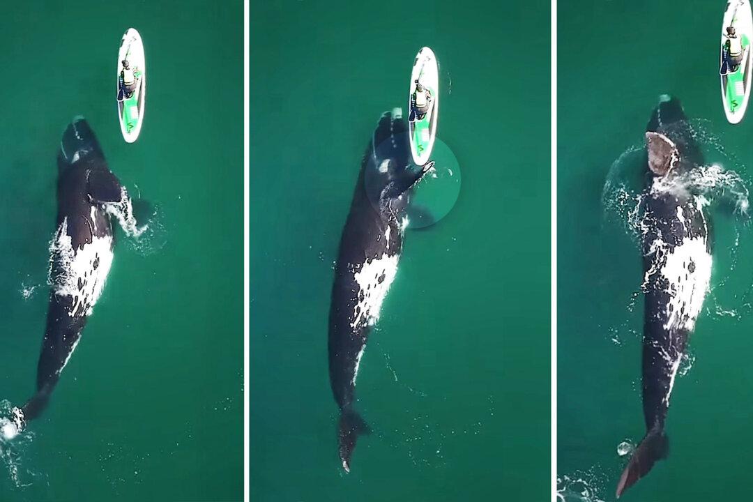 Amazing Moment a Huge Right Whale Gives Paddleboarder a Push Caught on Video—and It’s Beautiful
