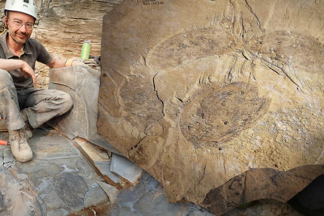 Scientists Unearth Huge Fossil of New Extinct Arthropod 500 Million Years Old in Rocky Mountains