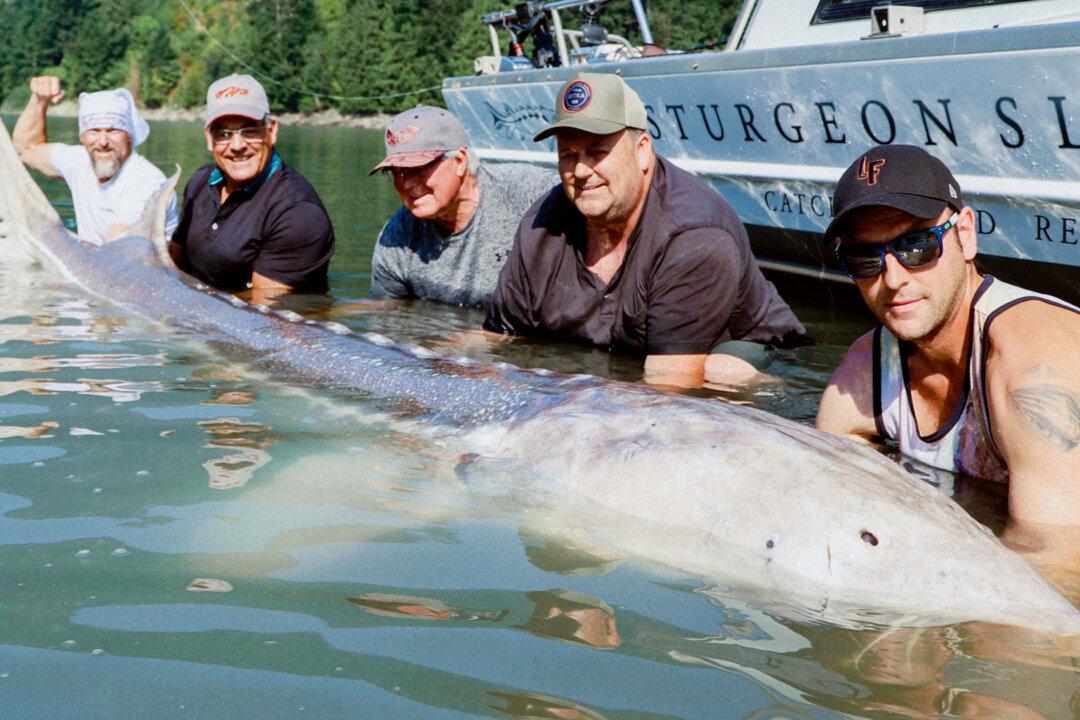 ‘Largest Freshwater Fish Ever Found’: Anglers Reel In 11-Foot-6 Monster Sturgeon on Fraser River