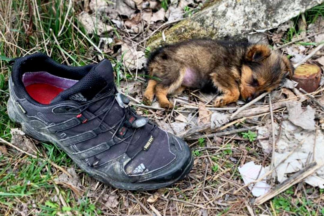 Man Finds Poor Abandoned Puppy Living in a Shoe, Feeds Her, Finds Her Perfect Forever Home