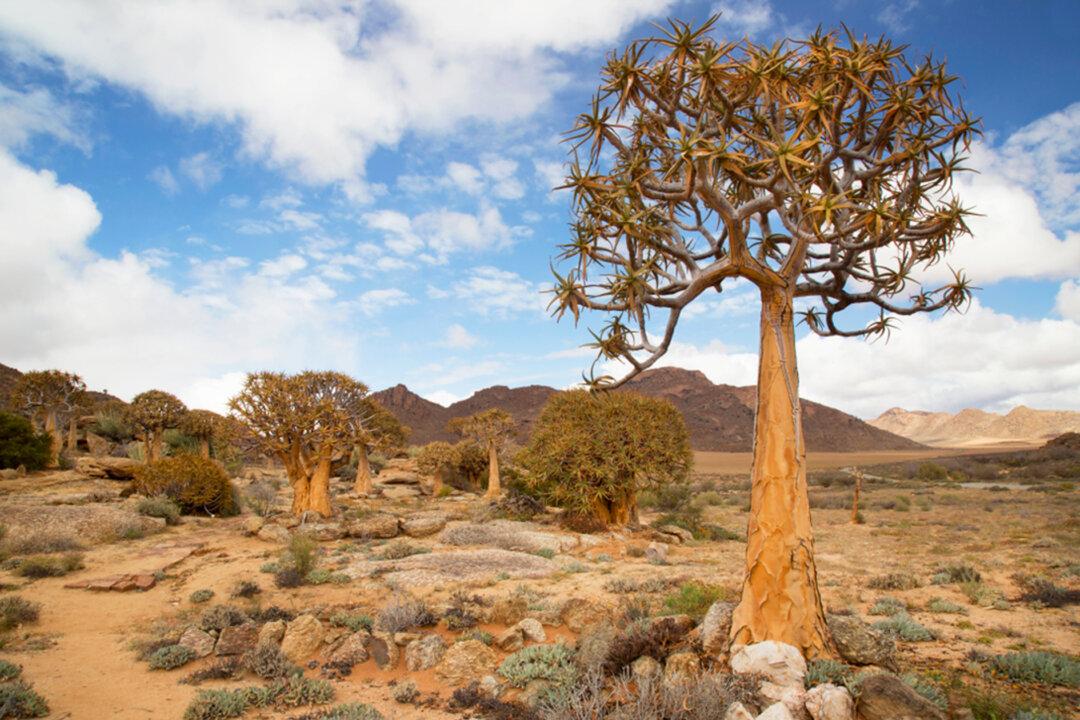 Unique Desert Biome in South Africa Is a Hotspot for Organisms Found Nowhere Else on Earth