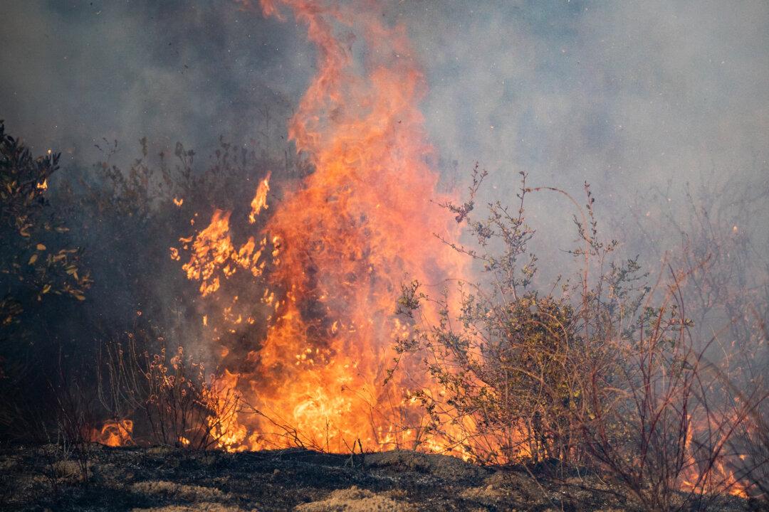 California Prevents Insurance Cancellations on Homes Near Forest Fires