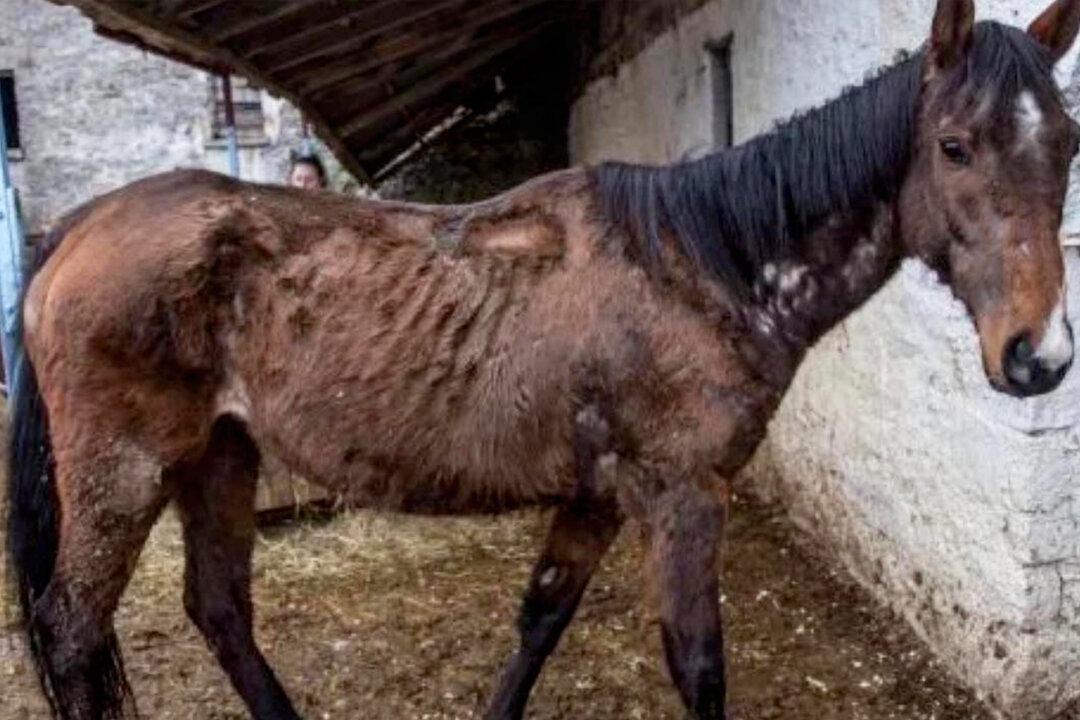 Racehorse Sold for Over $300,000 Left in Filthy Barn to Starve Is Rescued and Now Thrives