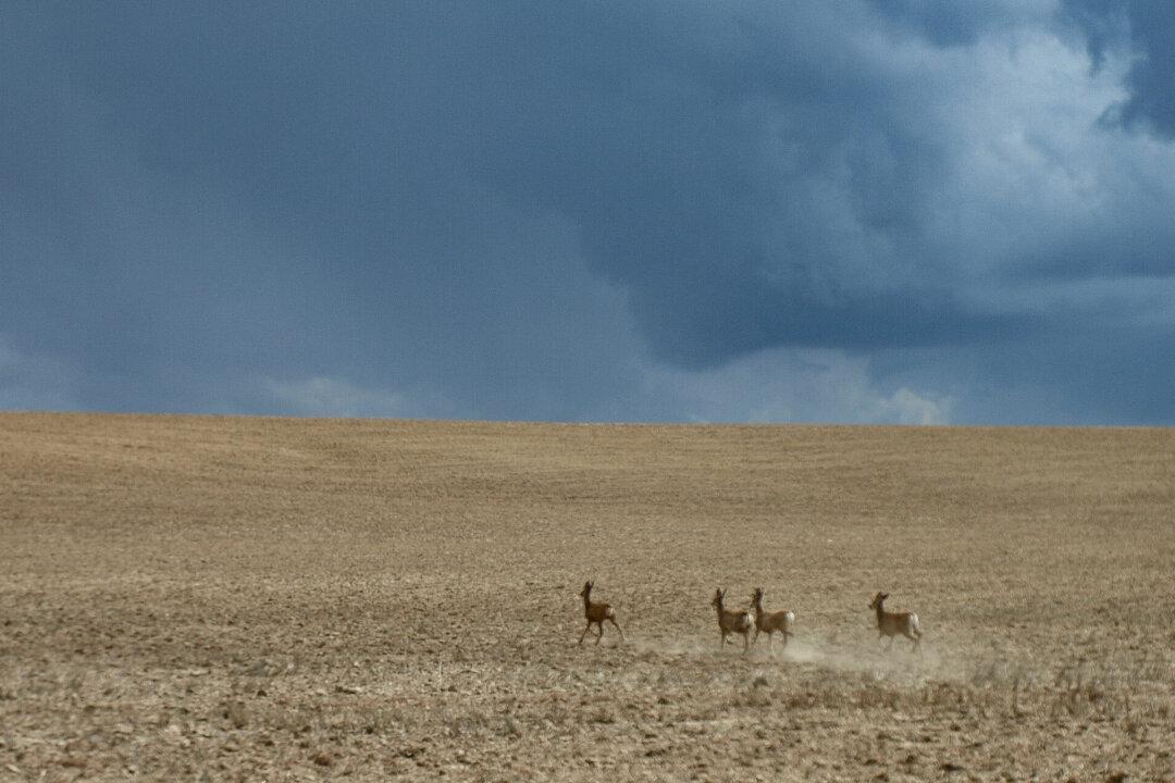 Australian States Push to Scrap ‘Red Tape’ for Deer Culling