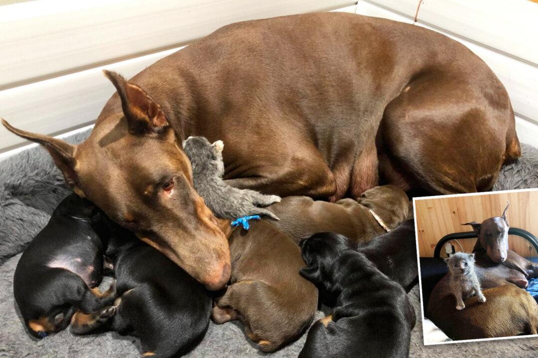 Doberman ‘Adopts’ Abandoned Kitten After Giving Birth to Her Own Litter of Puppies