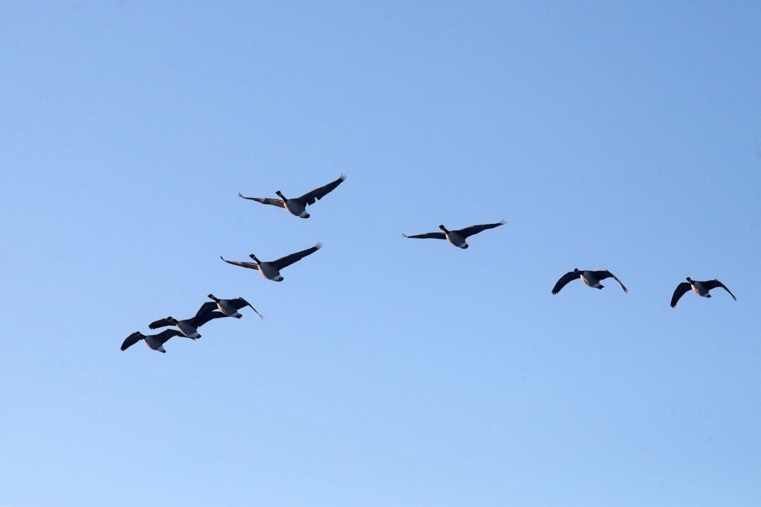 Heads of 17 Environmental Charities Receive Salaries on Par With Provincial Premiers