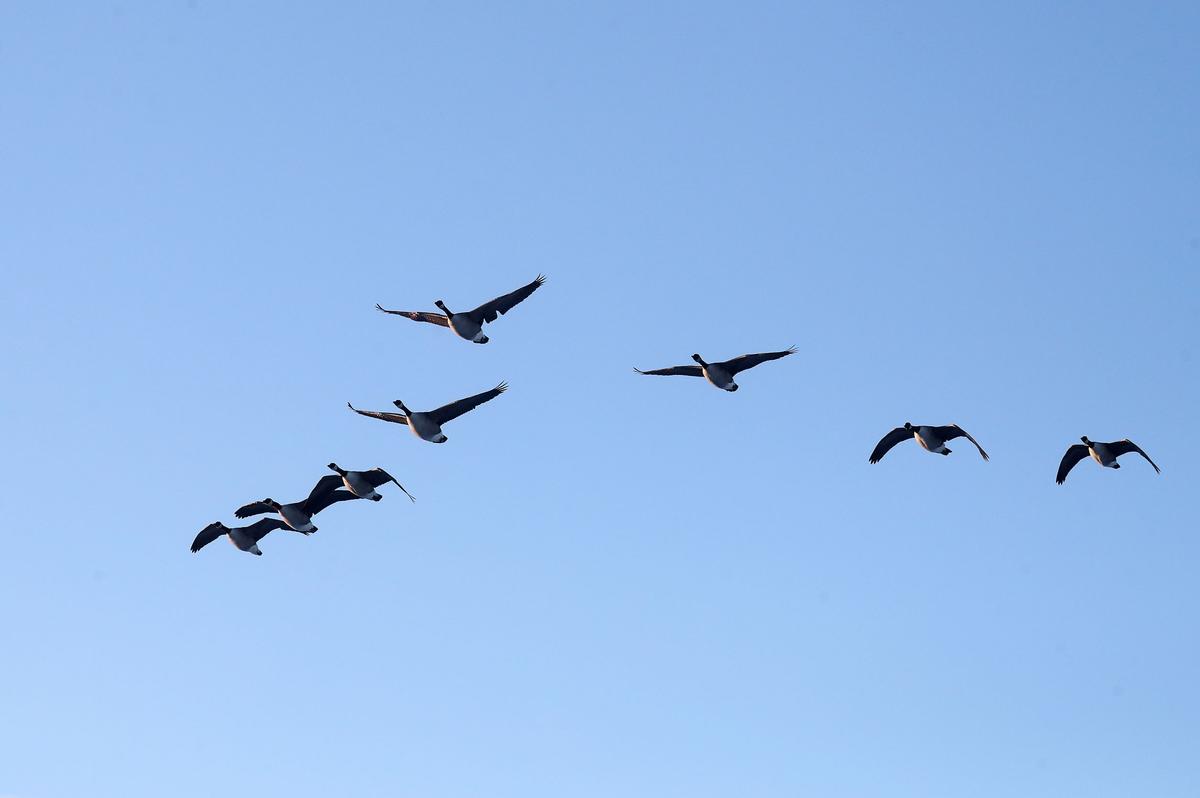 Heads of 17 Environmental Charities Receive Salaries on Par With Provincial Premiers