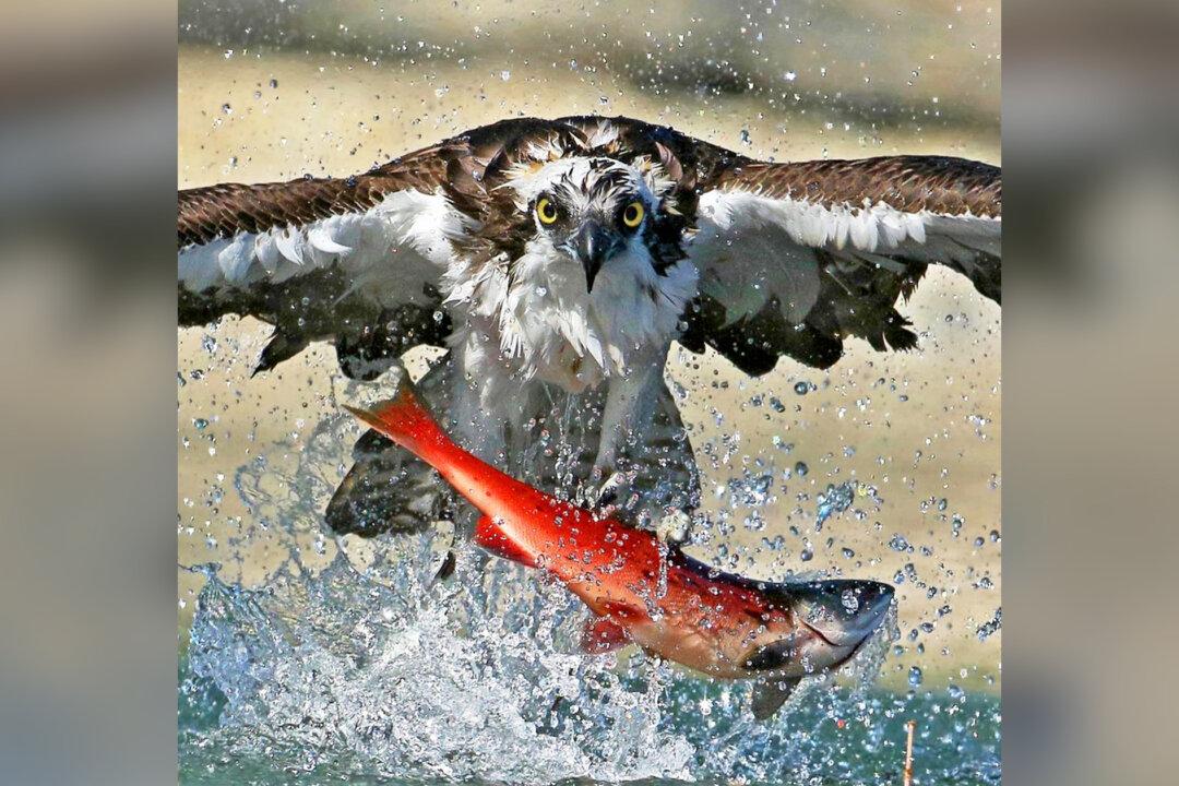 Stunning Photos Show Osprey Snatching Red Salmon out of Lake, Lifting Them Airborne