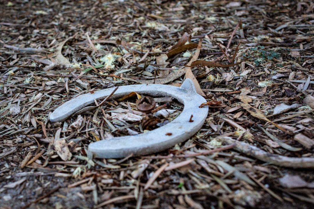 Two Horses Injured, One Fatally, in Same Race at Los Alamitos