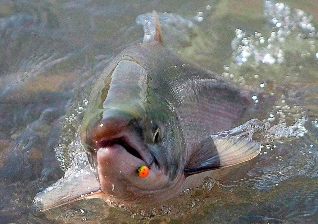 Fishers, Experts Await Details on Ottawa’s Latest Plan to Save Pacific Salmon