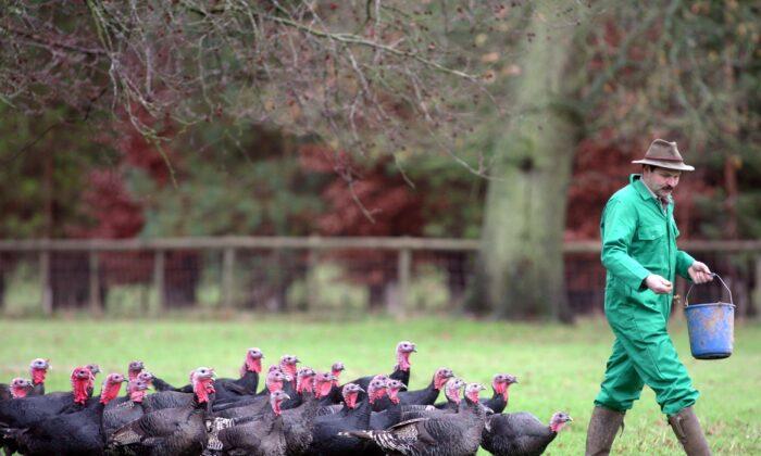 Millions of Britons Could Face ‘National Shortage’ of Turkeys This Christmas