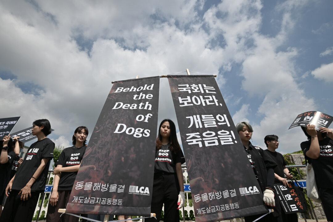 South Korean President Suggests Banning Dog Meat