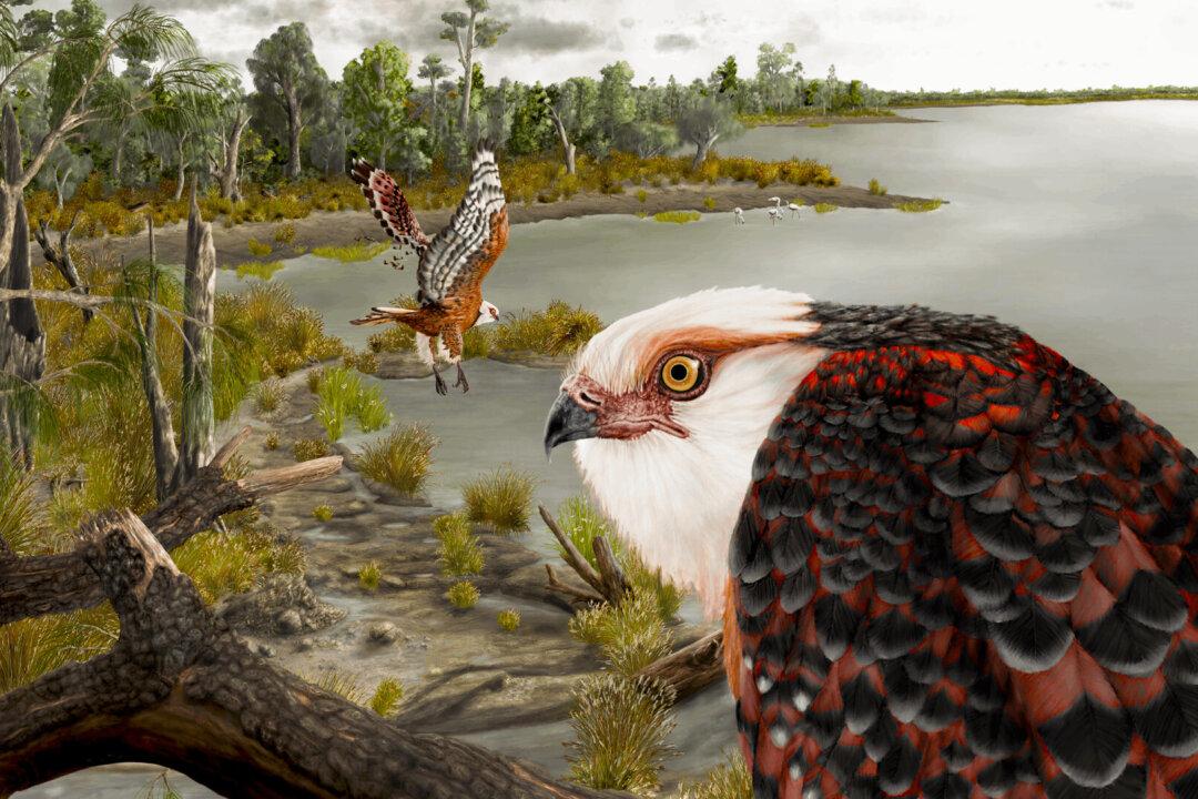 Australian Scientists Unearth 25 Million Year Old Eagle Fossil