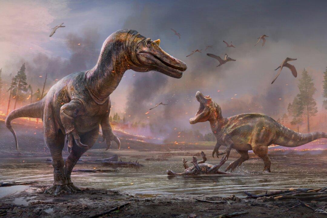 England’s Isle of Wight Was Isle of Fright, With Two Big Dinosaur Predators