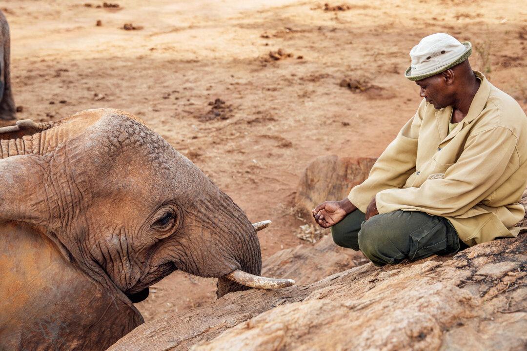 Elephant Mom Brings Her Baby to Visit Man Who Raised Her 10 Years After Being Released
