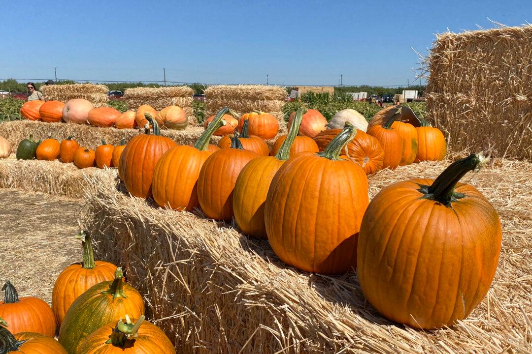 Seattle School Cancels Halloween ‘Pumpkin Parade,’ Says It ‘Marginalizes Students of Color’