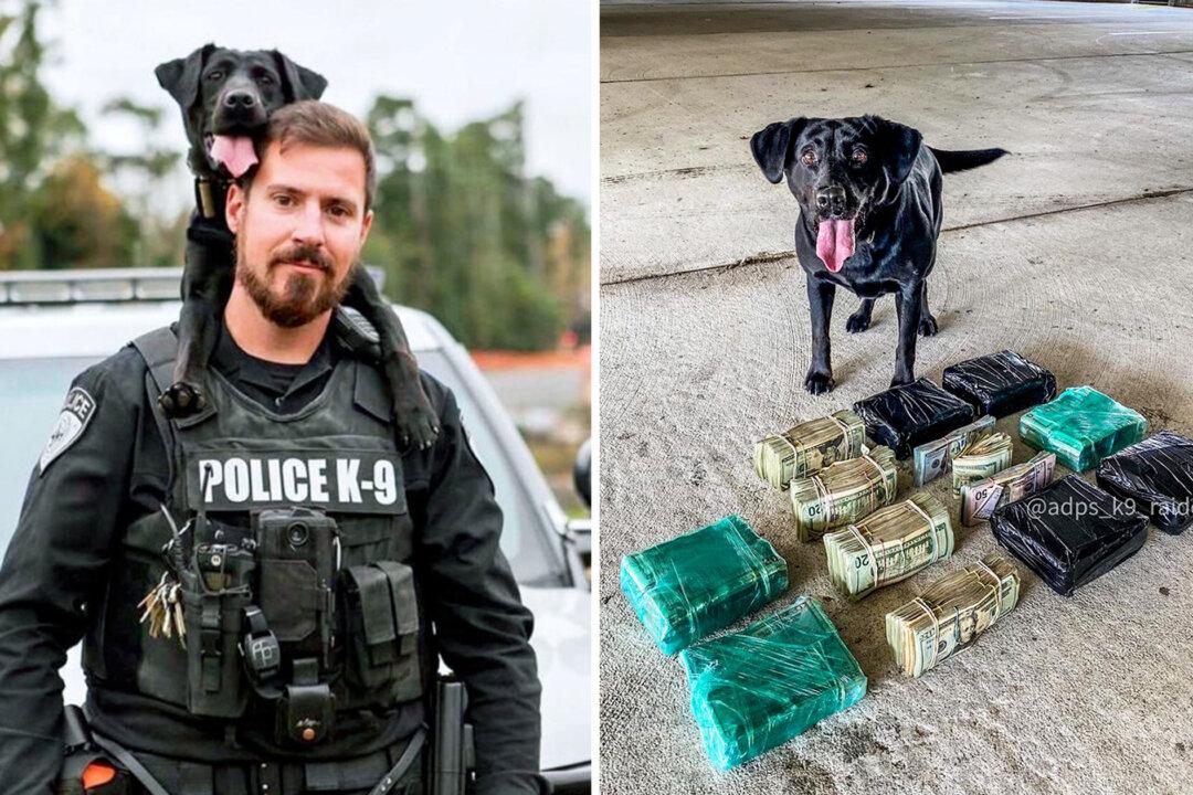 Adorable Black Lab K9 Officer With Amazing Nose Goes Viral After Partner Posts Their Adventures on the Web