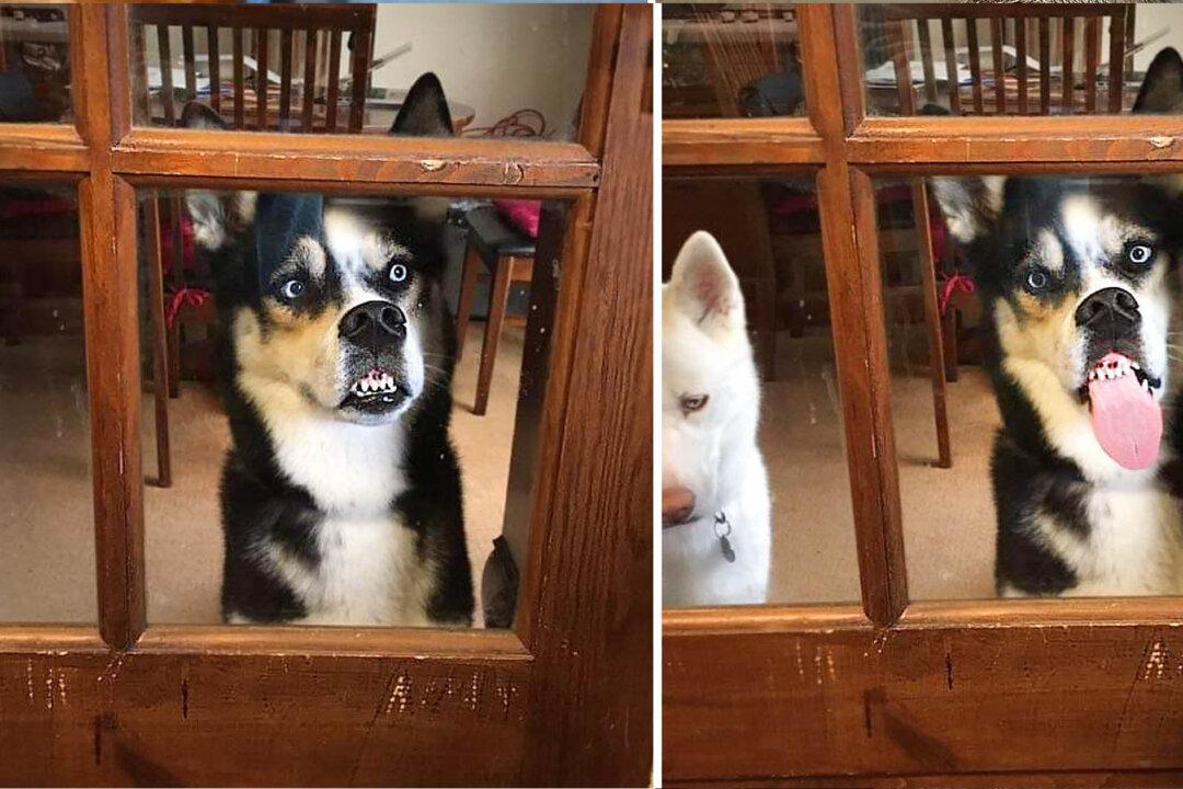 Husky Makes Hilarious Faces Pressing Nose Against Window When He Wants In, Cracks Up Owner