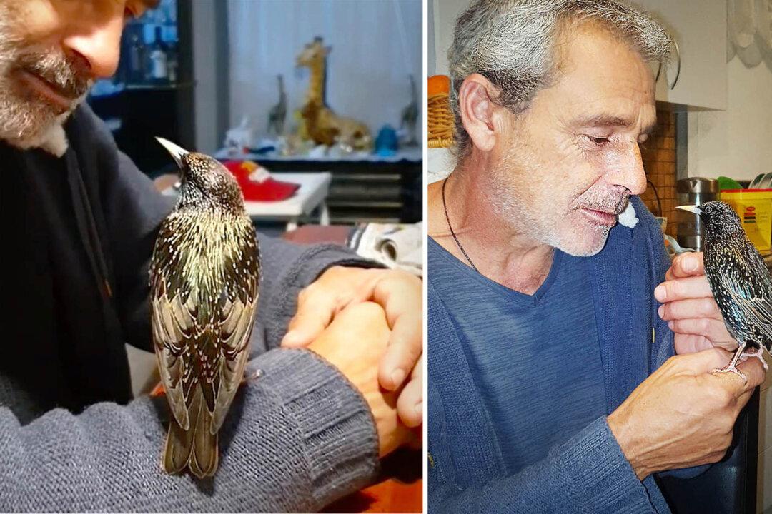 Aussie Man Nurses Abandoned Bird to Health—Teaches Him to Whistle Football Team Anthem