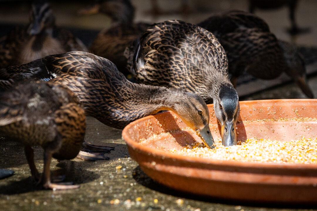 SD Humane Society Prepares For Bird Flu, Offers Tips To Prevent Spread
