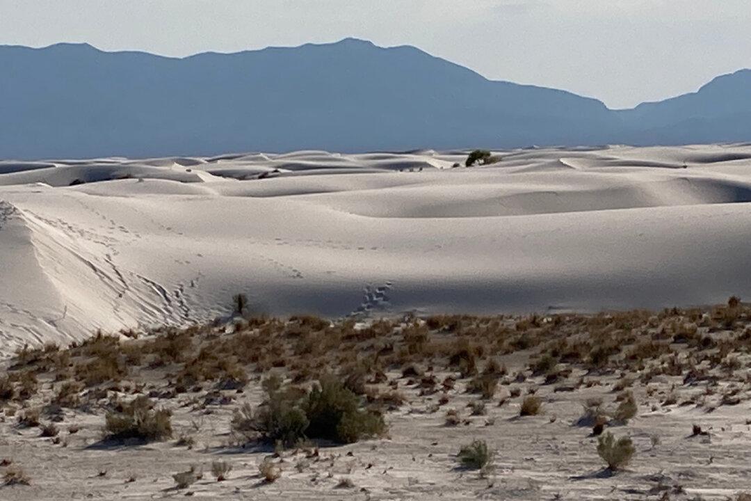 Search the White Sands of Alamogordo, New Mexico