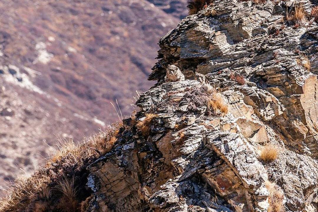 Can You Spot the Snow Leopard Cub Perfectly Camouflaged Beside Its Mom in This Himalayan Landscape Photo?