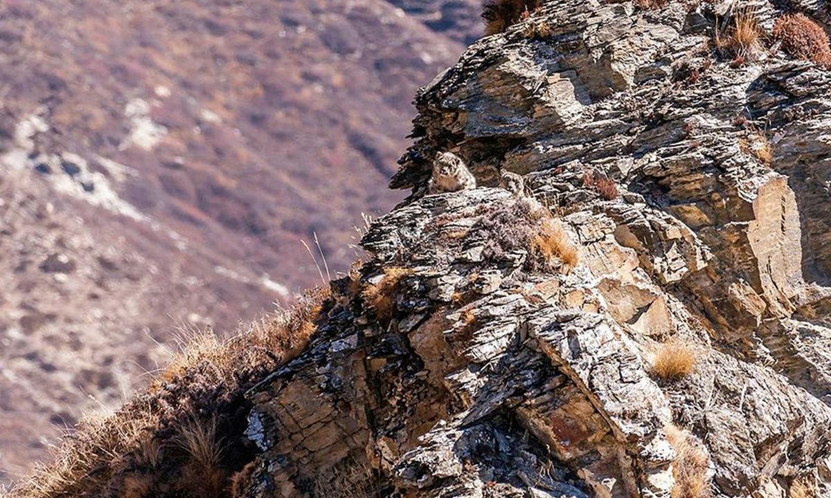 Can You Spot the Snow Leopard Cub Perfectly Camouflaged Beside Its Mom in This Himalayan Landscape Photo?