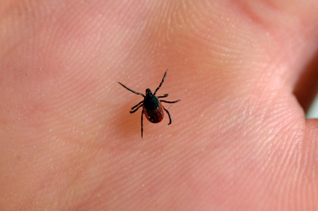 New Tick-Borne Virus Found in Japan