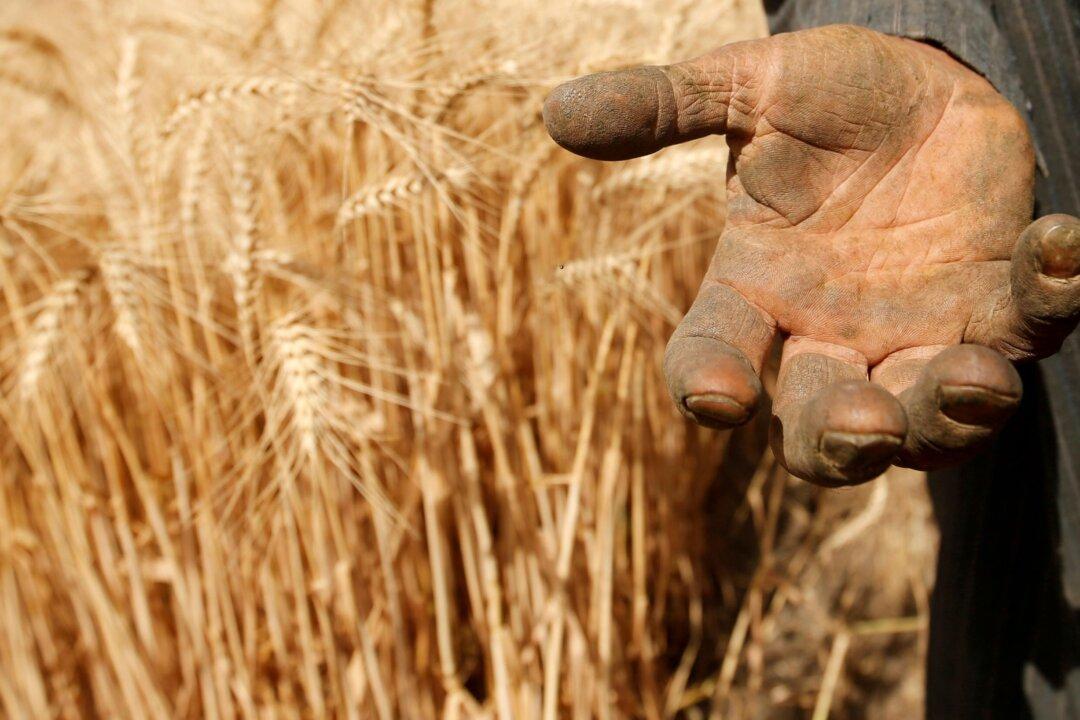 World Food Prices Hit 10-Year Peak: FAO