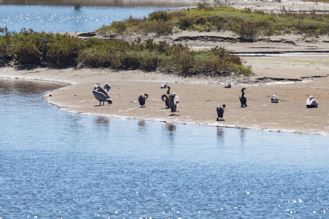 Huntington Beach Again Considers Annexing Bolsa Chica Ecological Preserve