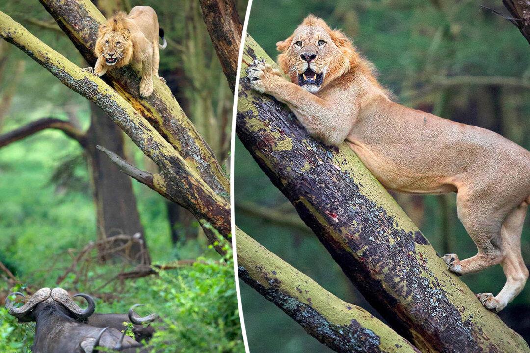 Photographer Captures Terrified Lion Chased Up Tree by Herd of 100 Angry Buffalo in Kenya