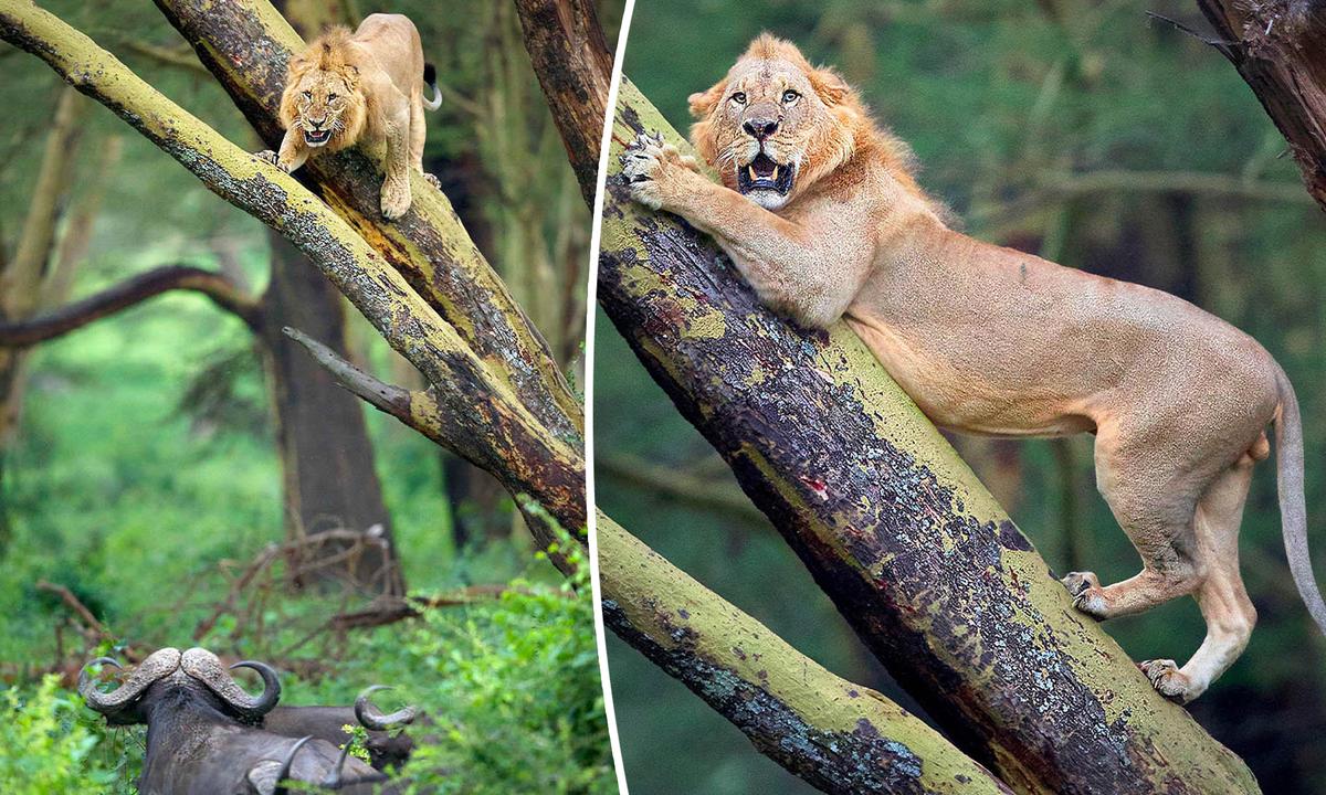 Photographer Captures Terrified Lion Chased Up Tree by Herd of 100 Angry Buffalo in Kenya