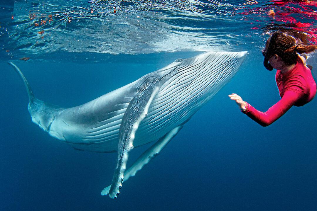 Incredible Photoshoot Shows Diver’s Breathtaking Closeup Encounter With Humpback Whale Calf