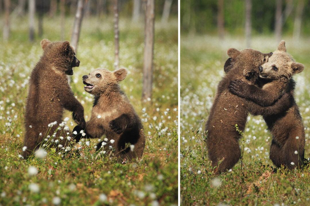 Photographer Snaps Bear Cubs Playing and Hugging as if From a Fairytale