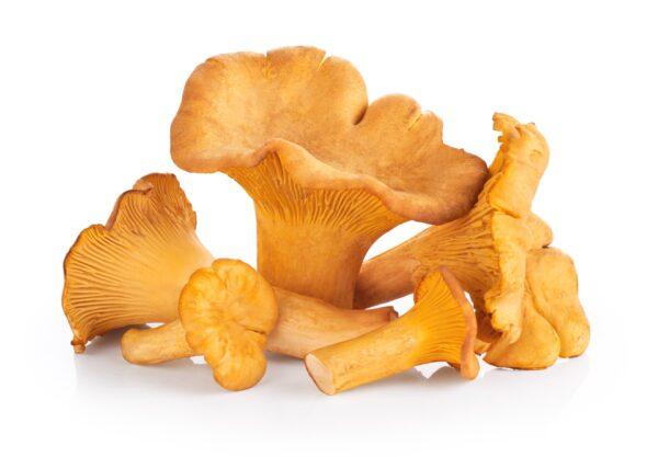 Lobster mushrooms. (Julie Deshaies/Shutterstock)