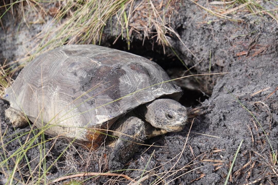 It’s Relocation, Relocation, Relocation for Florida’s Threatened Tortoises