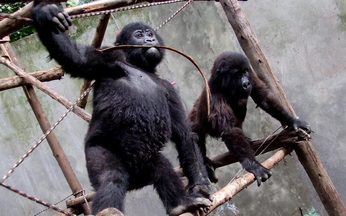 (Courtesy of <a href="https://www.facebook.com/virunga/">Virunga National Park</a>)
