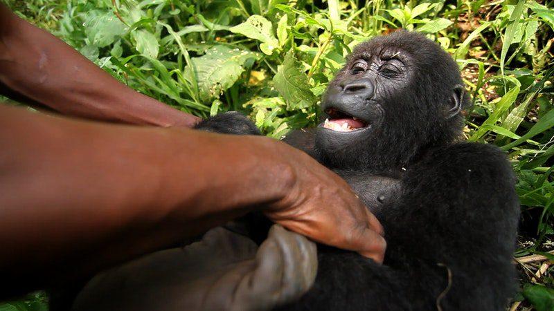 (Courtesy of <a href="https://www.facebook.com/virunga/">Virunga National Park</a>)