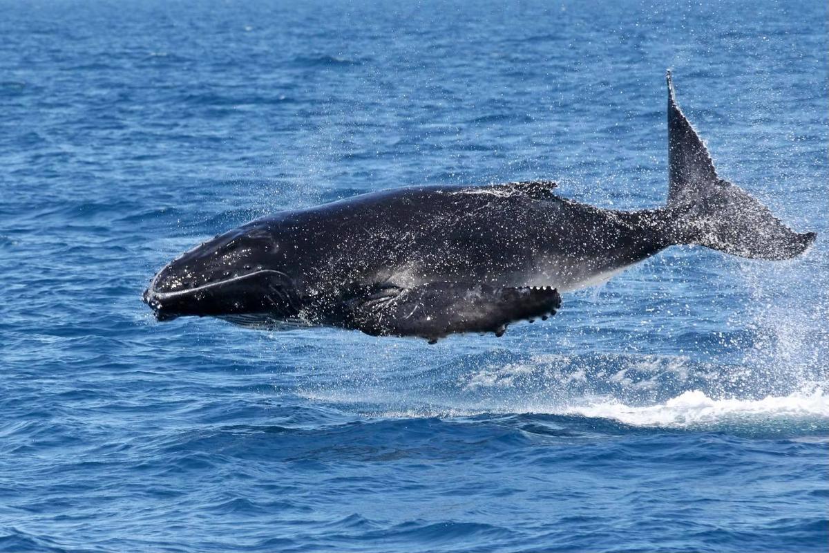 (Courtesy of <a href="https://www.bluedolphintours.com.au/">Blue Dolphin Marine Tours</a>)