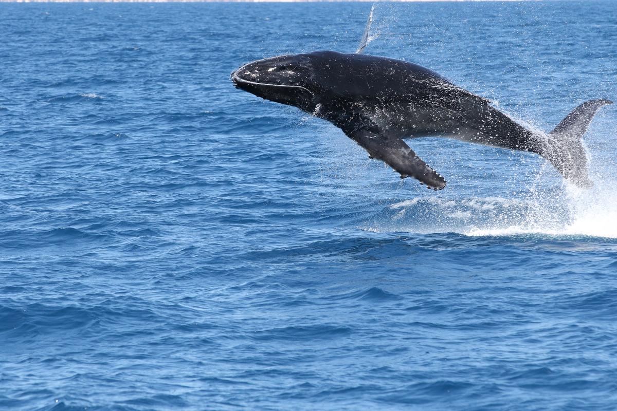 (Courtesy of <a href="https://www.bluedolphintours.com.au/">Blue Dolphin Marine Tours</a>)