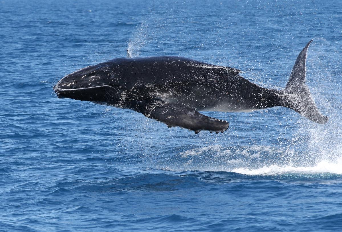 (Courtesy of <a href="https://www.bluedolphintours.com.au/">Blue Dolphin Marine Tours</a>)