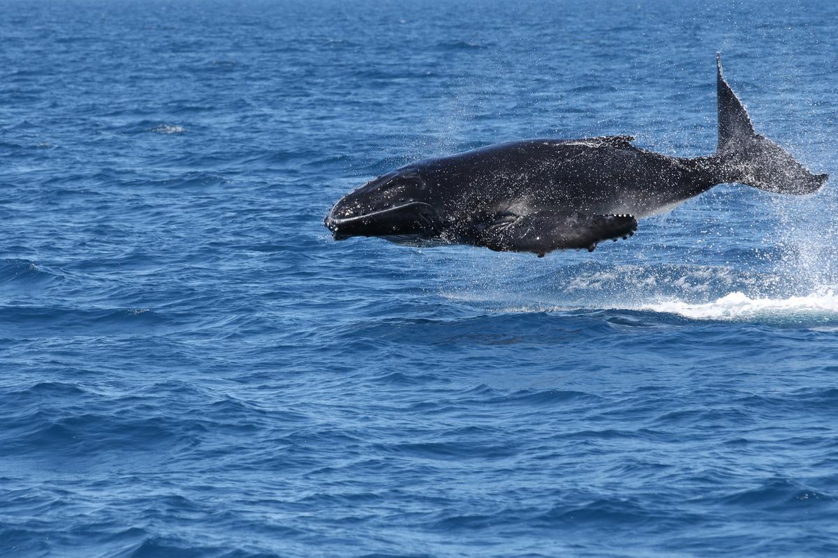 (Courtesy of <a href="https://www.bluedolphintours.com.au/">Blue Dolphin Marine Tours</a>)